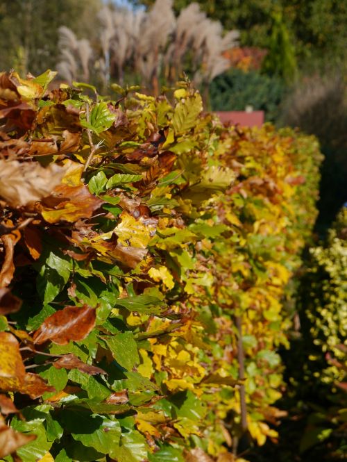 autumn hedge hedge accounting