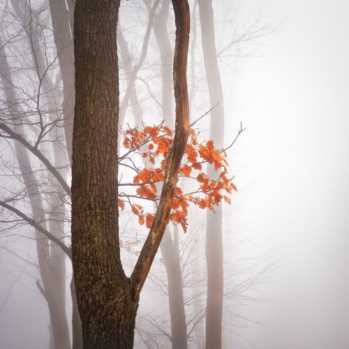 autumn leaves forest