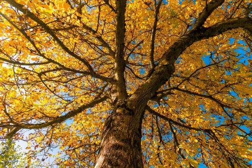 autumn tree golden autumn