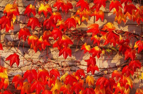 autumn fall foliage golden autumn