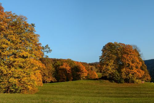 autumn trees landscape