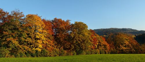 autumn panorama trees