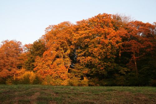 autumn forest autumn colours