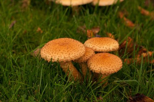 autumn fall mushrooms