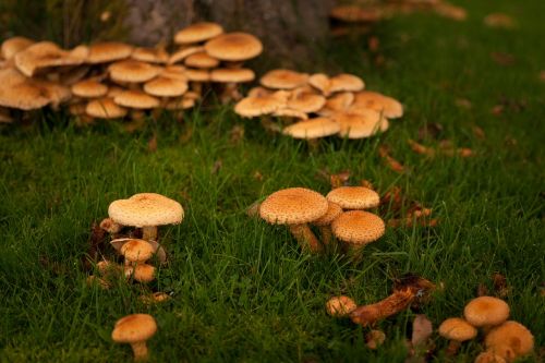 autumn fall mushrooms