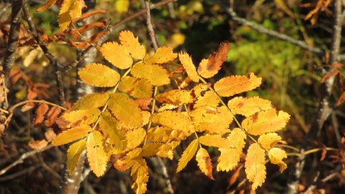 autumn leaf orange