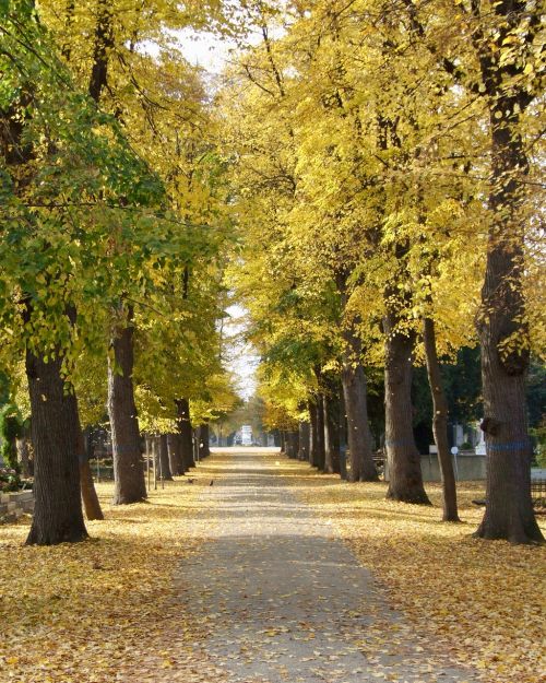 autumn cemetery all saints