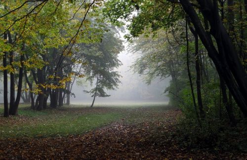 autumn fog forest