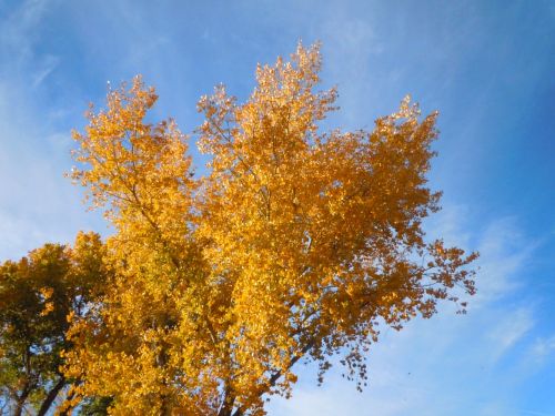 autumn fall foliage