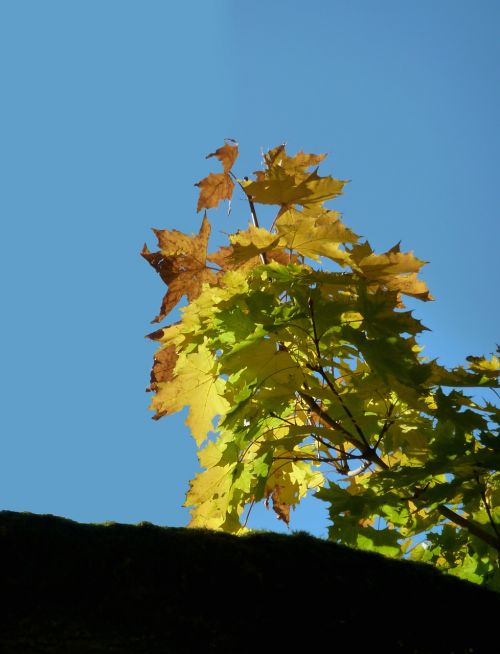 autumn autumn leaf leaf