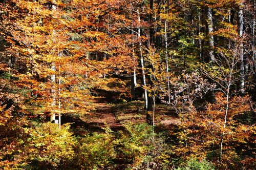 autumn forest autumn woods