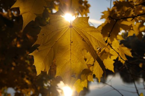 autumn leaf sun