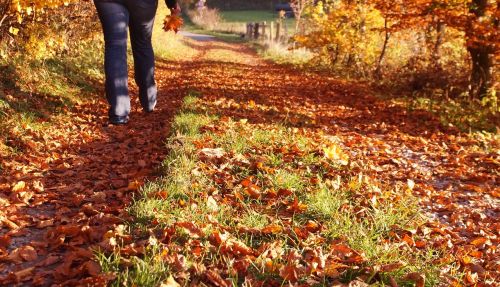 autumn walk autumn colours