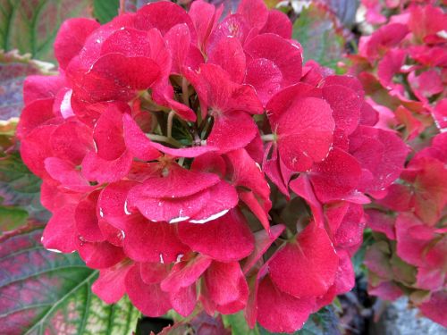 autumn hydrangea broken flowers