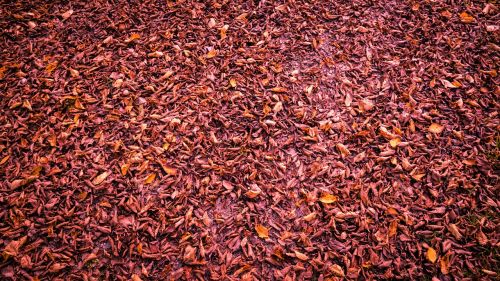 autumn wallpaper leaves