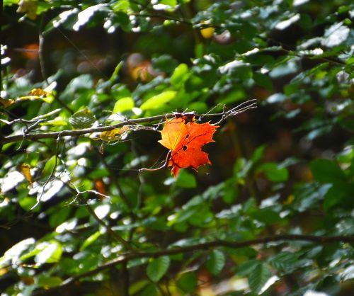 autumn leaf fall foliage
