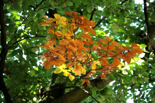 autumn tree branch