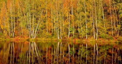 autumn forest nature