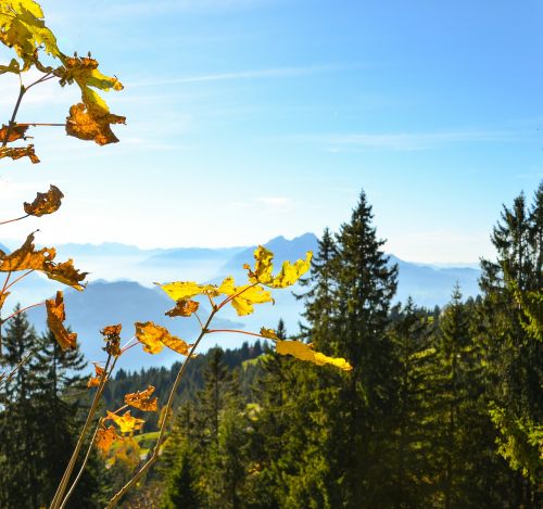 autumn leaves pilatus