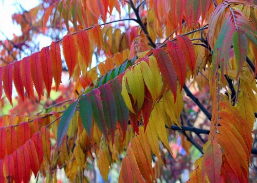 autumn colorful leaves beauty