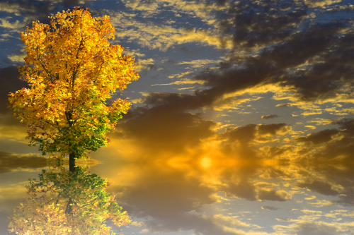 autumn trees autumn landscape