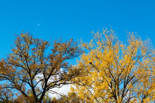 autumn trees blue sky