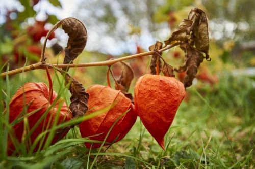 autumn physalis orange