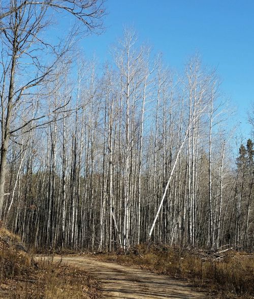 autumn forest birch