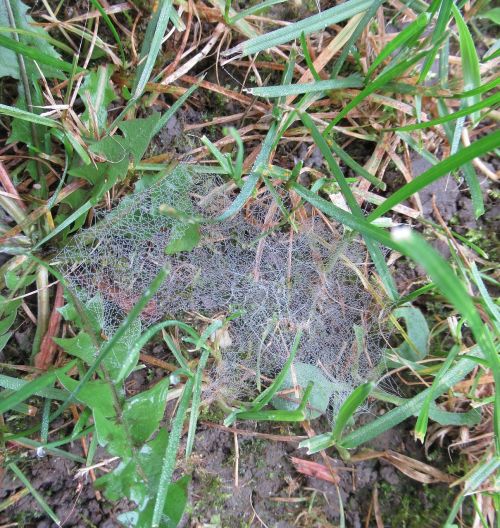 autumn dew web