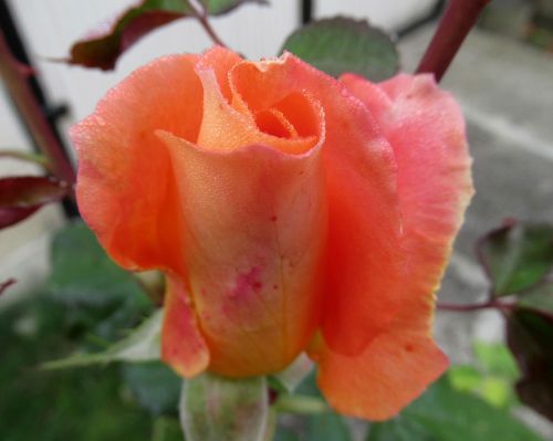 autumn garden rose