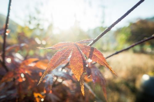 autumn autumn colors branch