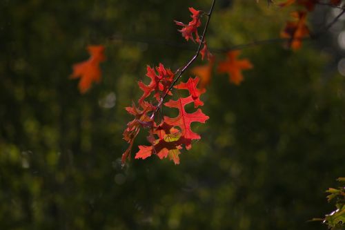 autumn colorful leaves colorful