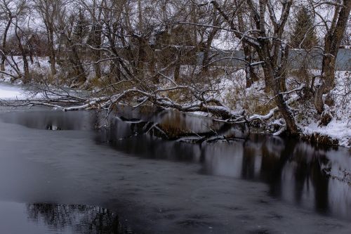 autumn tree ice