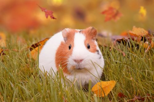 autumn guinea pig pig