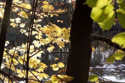 autumn maple leaves