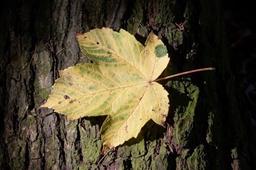 autumn leaf maple