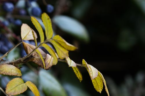 autumn growth plant