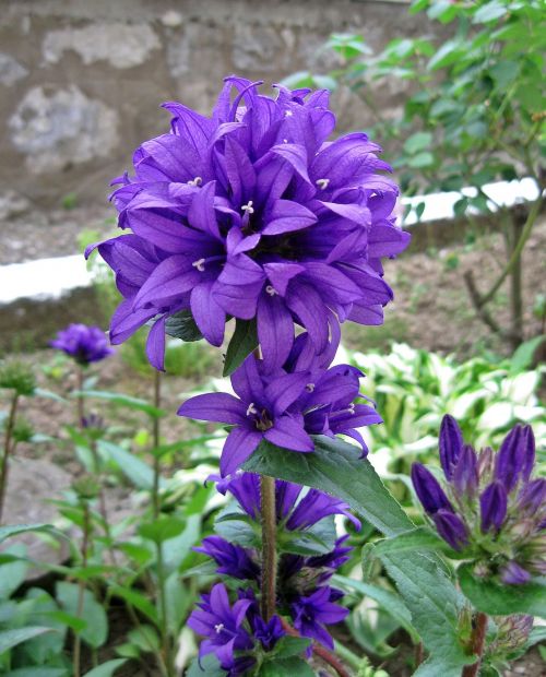 autumn purple cone flower