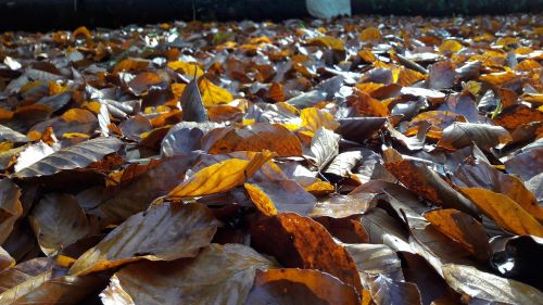 autumn leaves fall foliage