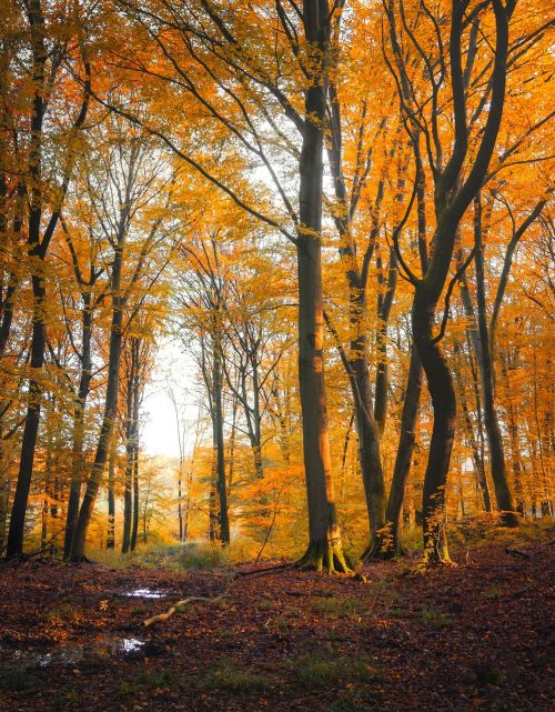 autumn forest leaf