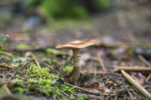 autumn mushroom forest