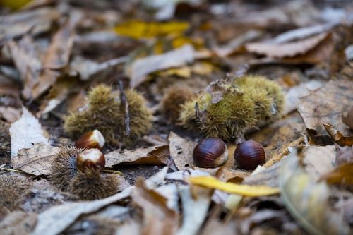 autumn leaves chestnut