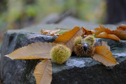 autumn leaves chestnut