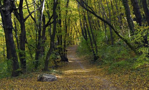 autumn path been way