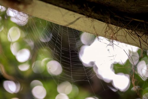 autumn spider web detail
