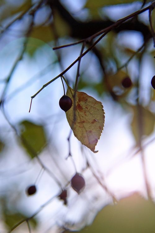 autumn mood foliage