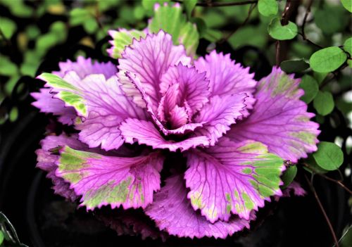 autumn flower cabbage