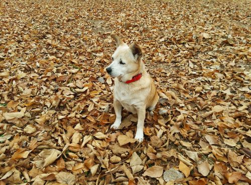 autumn dog pet