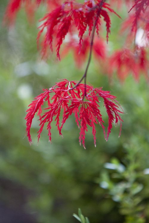 autumn autumn leaves maple