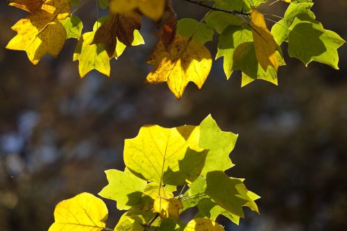 autumn autumn leaves maple
